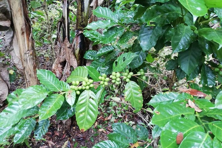Chiquimula Window to the Sky — Coffee, Waterfalls & Maya Ch'orti' Culture photo 4
