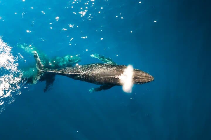 Private Whale Watching Tour from Haleiwa — Humpbacks & Marine Life