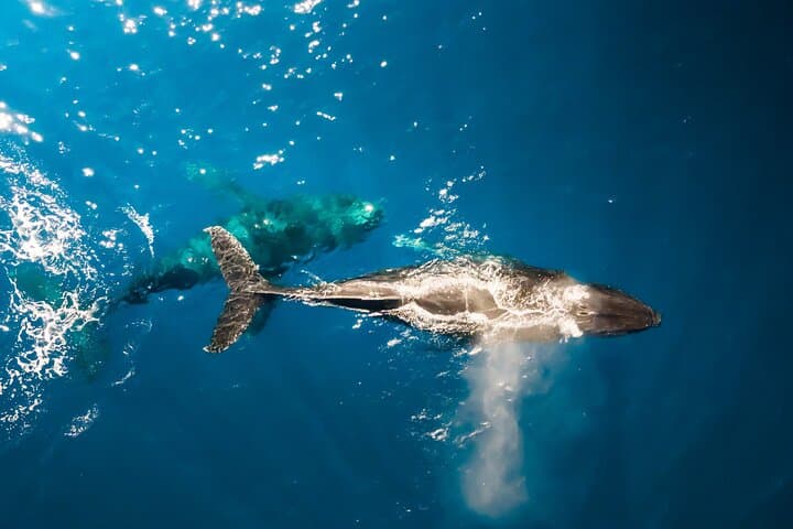Private Whale Watching Tour from Haleiwa — Humpbacks & Marine Life photo 5