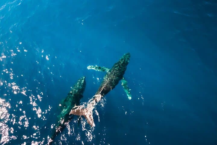 Private Whale Watching Tour from Haleiwa — Humpbacks & Marine Life photo 6