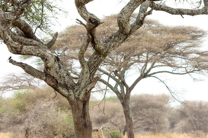 Multi-Day Camping Calving Safari: Arusha to Serengeti & Ngorongoro photo 3