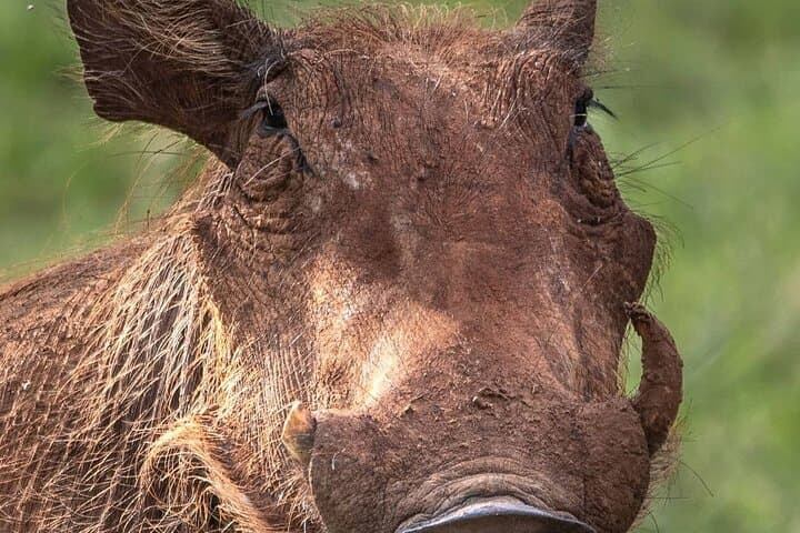 Multi-Day Camping Calving Safari: Arusha to Serengeti & Ngorongoro photo 4