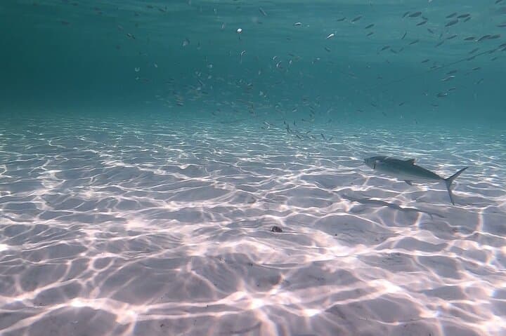 Private Catamaran Charter in Destin: Snorkel, Swim & Dolphin Watching photo 6