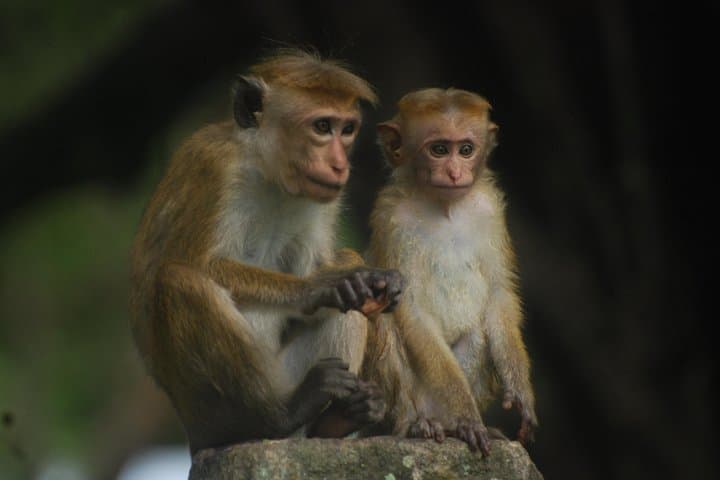 Udawalawe Safari & Elephant Transit Home — Half-Day Wildlife Drive in Sri Lanka photo 3