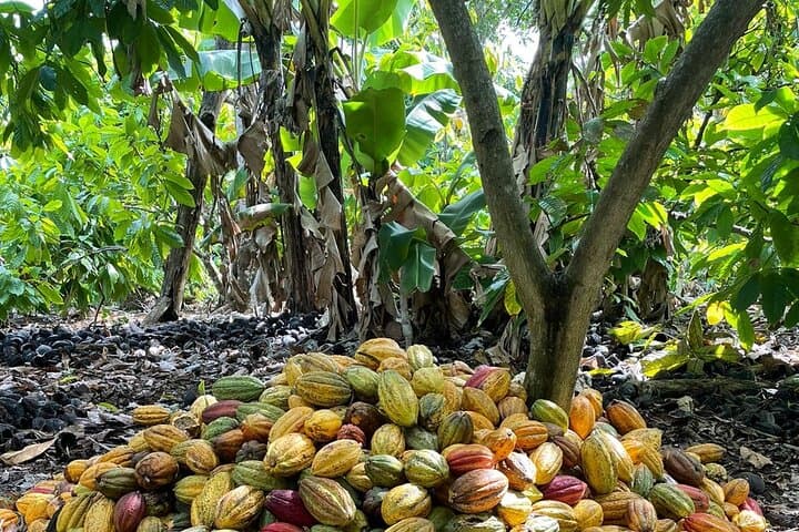 Full-Day Anamuya Cultural Tour from Punta Cana — Coconut, Coffee & Cacao Immersion photo 2