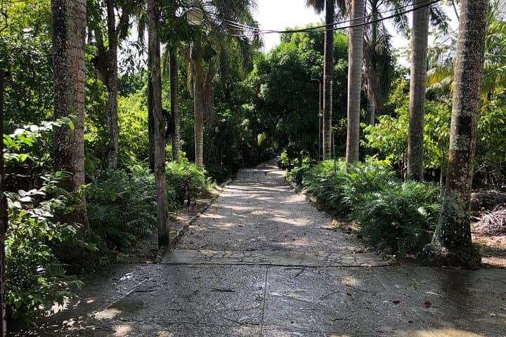 Full-Day Anamuya Cultural Tour from Punta Cana — Coconut, Coffee & Cacao Immersion photo 4