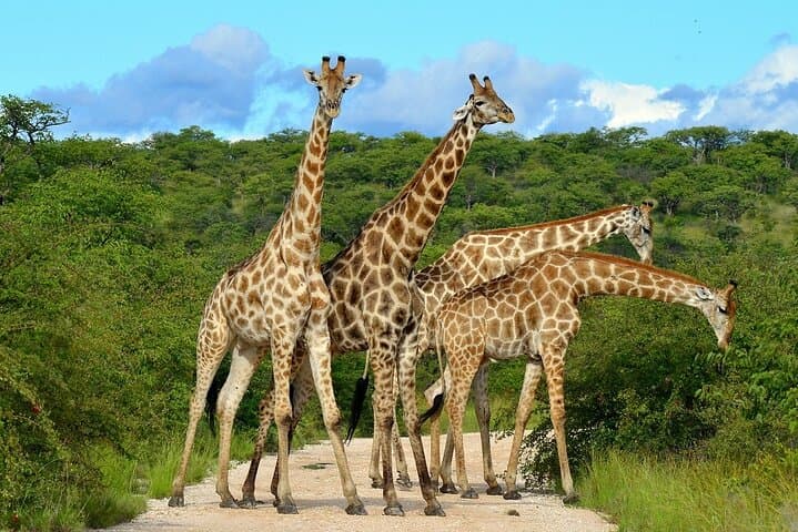 3-Day Small-Group Safari: Tarangire, Ngorongoro Crater & Lake Manyara photo 5