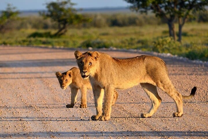 3-Day Small-Group Safari: Tarangire, Ngorongoro Crater & Lake Manyara photo 6