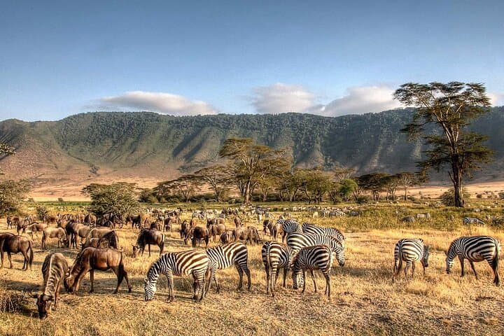 5-Day Private Serengeti Safari: Ngorongoro, Tarangire & Lake Manyara Highlights photo 3