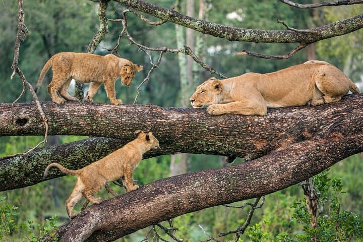 12-Day Tanzania and Kenya Great Migration Safari: Masai Mara to Serengeti photo 2