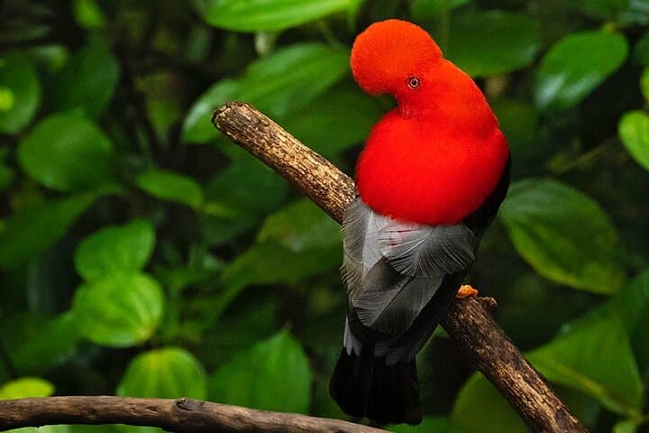 Mindo Cloud Forest Private Day Tour: Hikes, Waterfalls & Hummingbirds from Quito photo 5