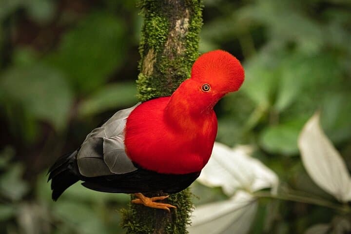 Mindo Cloud Forest Private Day Tour: Hikes, Waterfalls & Hummingbirds from Quito