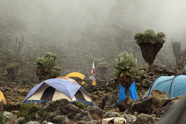 Rongai Route: 7-Day Kilimanjaro Climb via Rongai photo 3