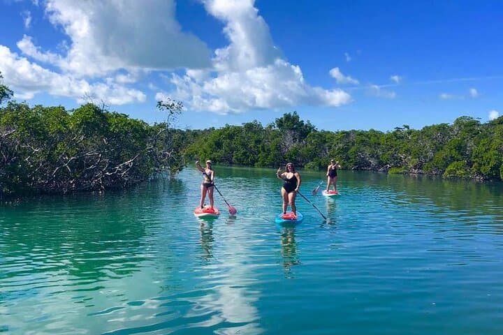 Key West Private Sandbar & Mangrove Paddle — Half-Day Boat, Kayak & SUP Adventure photo 6