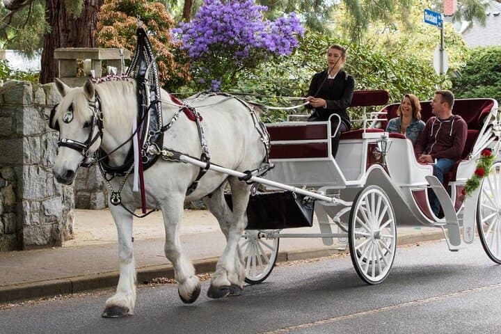 Central Park Romantic Horse-Drawn Carriage Ride — VIP Private 45-Min Experience photo 6