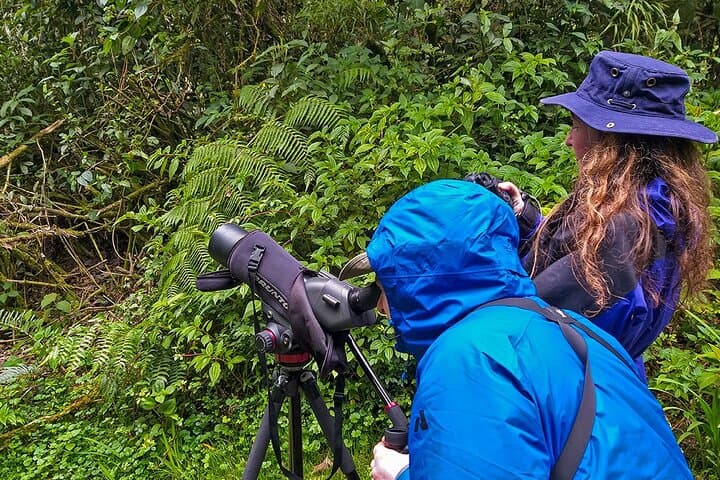 Hummingbird Expedition Quito to Mindo — Cloud Forest Birdwatching & Photo Tour photo 2