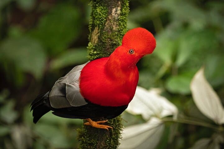 Hummingbird Expedition Quito to Mindo — Cloud Forest Birdwatching & Photo Tour photo 3