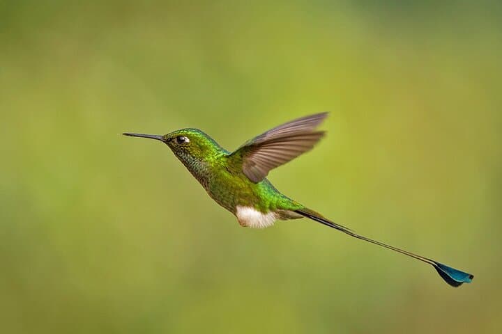 Hummingbird Expedition Quito to Mindo — Cloud Forest Birdwatching & Photo Tour photo 5