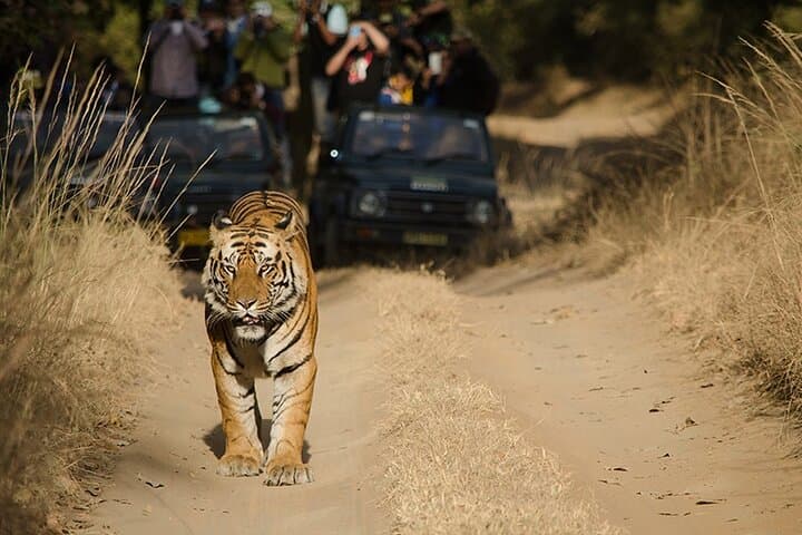 7-Day Private Golden Triangle: Taj Mahal, Tigers & Jaipur Forts photo 2