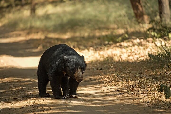 7-Day Private Golden Triangle: Taj Mahal, Tigers & Jaipur Forts photo 3