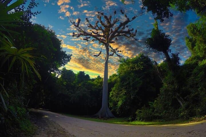 Tikal Day Tour from San Ignacio, Belize — Explore Ancient Maya Temples photo 4