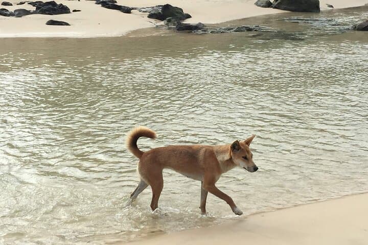 Full-Day Fraser Island (K'gari) Experience — Lake McKenzie, Eli Creek & Maheno Wreck photo 1