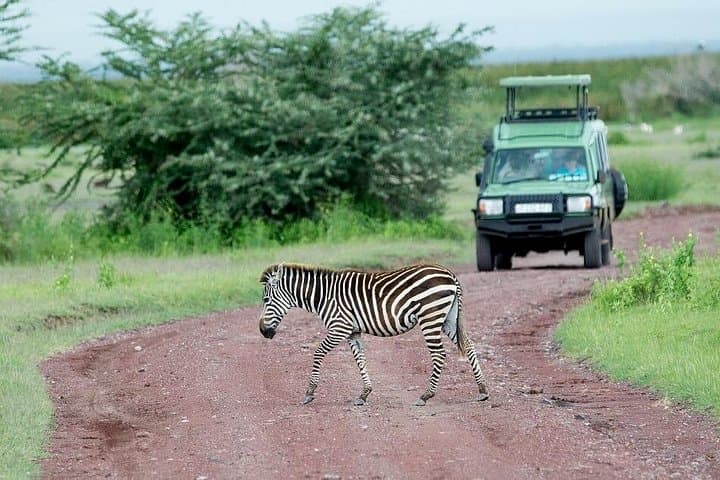 2-Day Safari: Tarangire & Ngorongoro Crater Wildlife Adventure photo 2