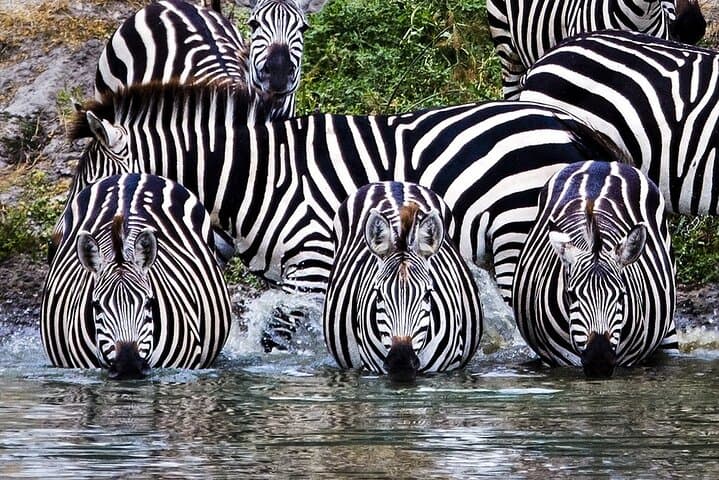 4-Day Mid-Range Safari: Serengeti, Ngorongoro & Tarangire photo 3