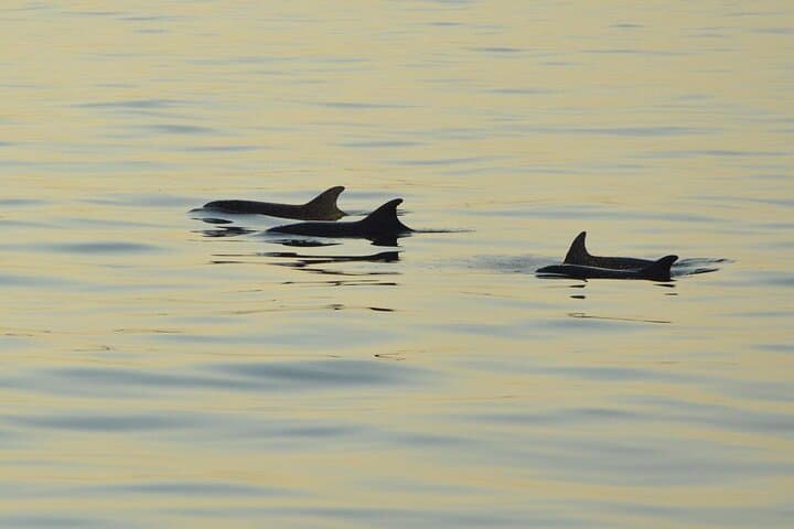 Sunset Dolphin Cruise to Kamenjak and Porer Lighthouse — Medulin Dinner & Drinks Included photo 2
