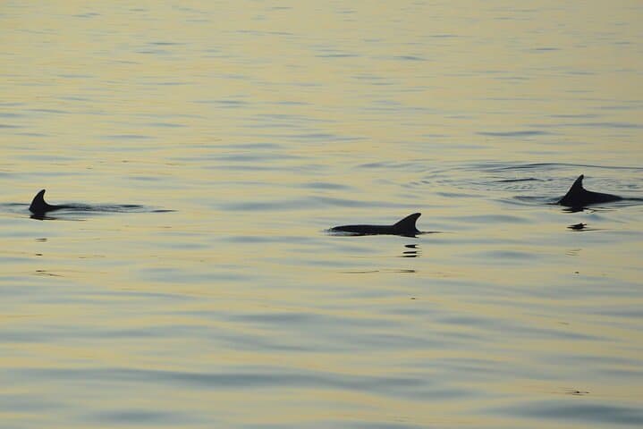 Sunset Dolphin Cruise to Kamenjak and Porer Lighthouse — Medulin Dinner & Drinks Included photo 3