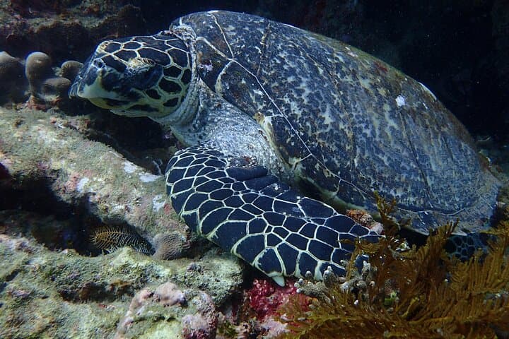 Discover Scuba Diving in Bali: Liberty Wreck, Amed & Manta Encounters photo 3