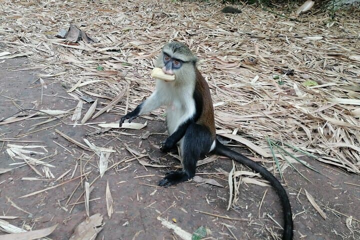 Full-Day Volta Experience: Mount Gemi, Canopy Walk & Tafi Atome Monkey Sanctuary photo 5