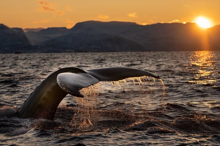 Arctic Whale Safari: 4-Day Guided Whale & Northern Lights Adventure from Tromsø