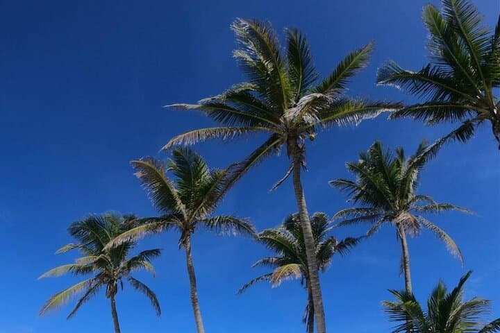 Isla Contoy and Isla Mujeres Full-Day Snorkel from Cancun photo 5
