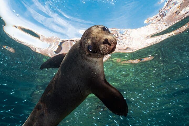 Snorkel with Sea Lions at Espiritu Santo Island — Day Trip from La Paz photo 1