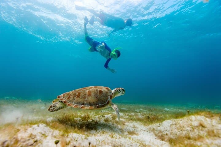 Akumal Turtle Snorkel & Sacred Cenote Express — Private Guided Encounter photo 3