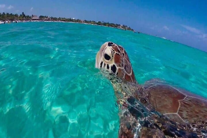 Akumal Turtle Reef & Cenote Dive — Private Snorkel on the Mesoamerican Barrier Reef photo 5