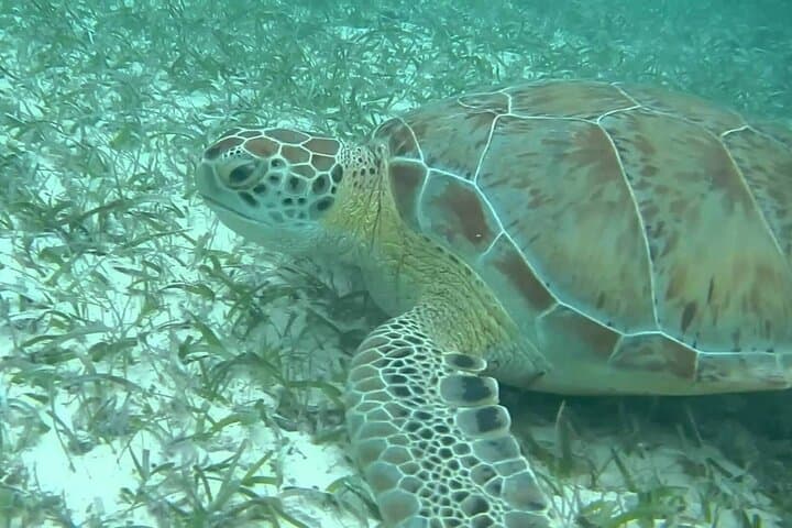 Private Akumal Snorkel & Cenote Swim — Turtle Encounter from Cancun photo 5