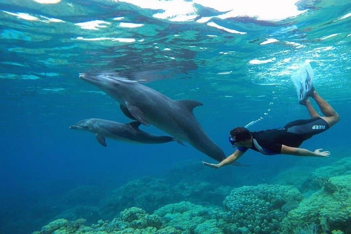 Hurghada Deluxe Yacht: 2 Intro Dives at Red Sea Coral Reefs photo 4