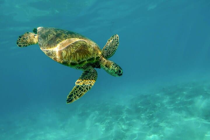 Akumal Turtle Snorkel & Sacred Cenote Express — Private Guided Encounter