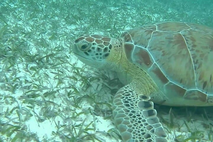 Akumal Turtle Snorkel & Sacred Cenote Express — Private Guided Encounter photo 5
