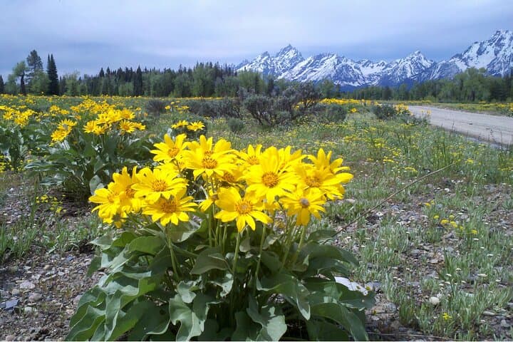 Sunrise Breakfast Wildlife Safari in Grand Teton National Park photo 4