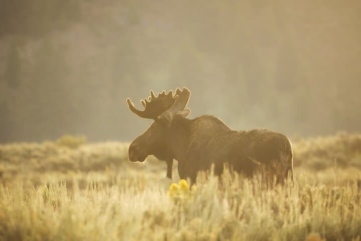 Private Sundowner Dinner in Grand Teton National Park | Jackson Hole Sunset Safari Dinner photo 4