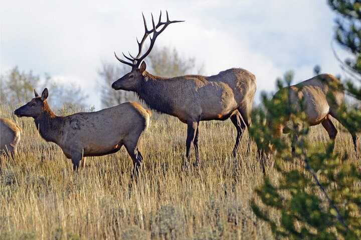 Private Sundowner Dinner in Grand Teton National Park | Jackson Hole Sunset Safari Dinner photo 5