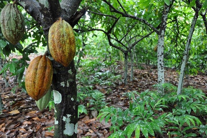 Puerto Plata Cocoa & Artisan Chocolate Tour: Hacienda Cufa Chocolate-Makers Experience photo 2