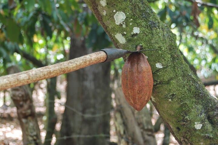Puerto Plata Cocoa & Artisan Chocolate Tour: Hacienda Cufa Chocolate-Makers Experience photo 5