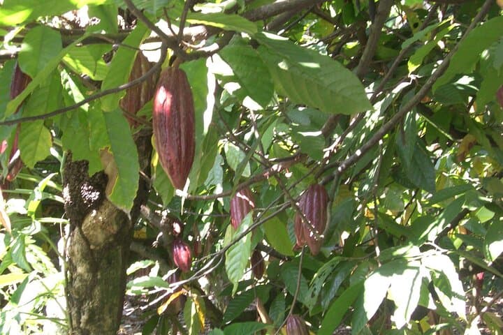 Puerto Plata Cocoa & Artisan Chocolate Tour: Hacienda Cufa Chocolate-Makers Experience photo 6