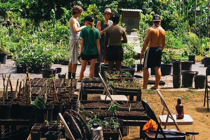 Big Island Farms Tour: Hamakua Coast Organic Farm Experience photo 2