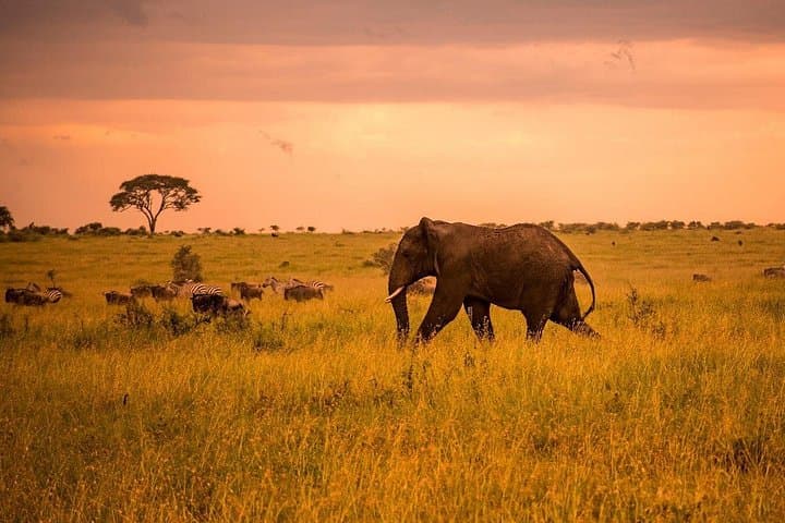 5-Day Northern Circuit Safari: Tarangire, Serengeti & Ngorongoro photo 1