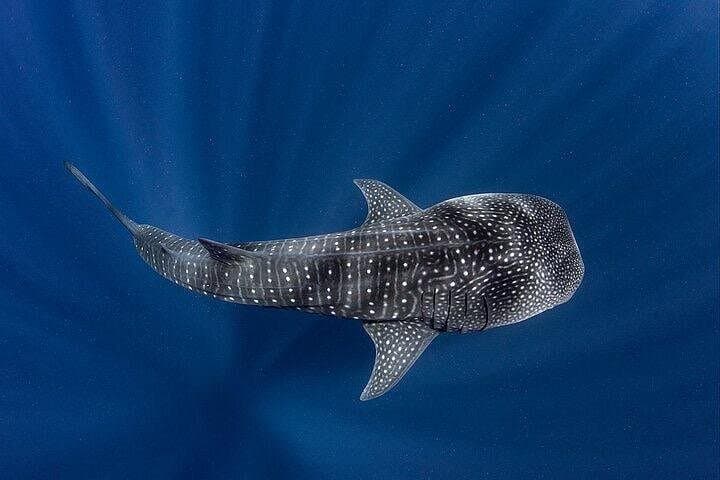 Swim with Whale Shark from La Paz — Guided Whale Shark Snorkel Tours (Oct–Apr) photo 3